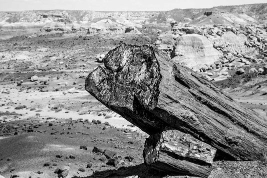 Petrified Forest National Park