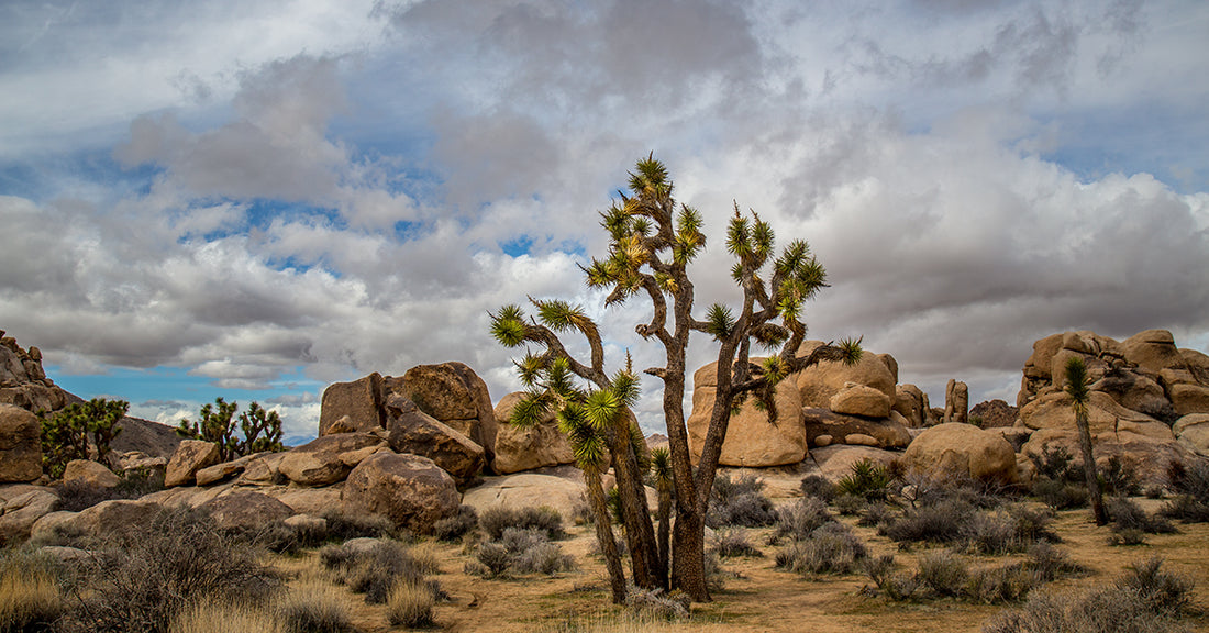 Celebrate Joshua Tree National Park's Anniversary October 31