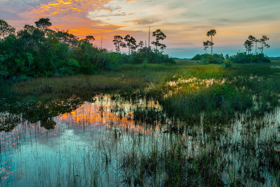florida everglades during sunset with colorful sky and lush tropical foliage