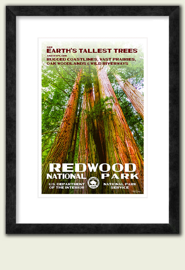 Redwood National Park Poster