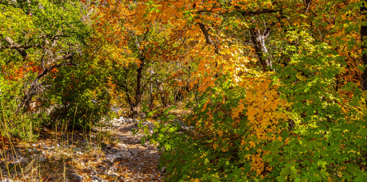 Best Things to Do in Guadalupe Mountains National Park