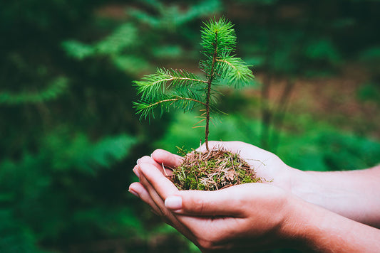 Arbor Day – A Celebration of the Future