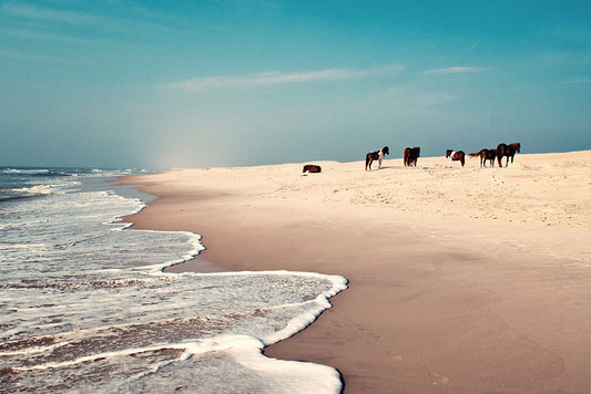 Assateague Island National Seashore: A Haven for Nature Lovers