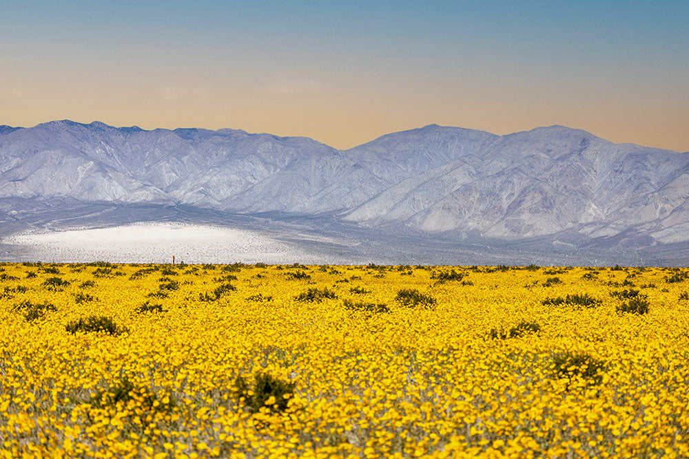 Wildflowers Take Over the Desert: Death Valley’s Surprise Superbloom