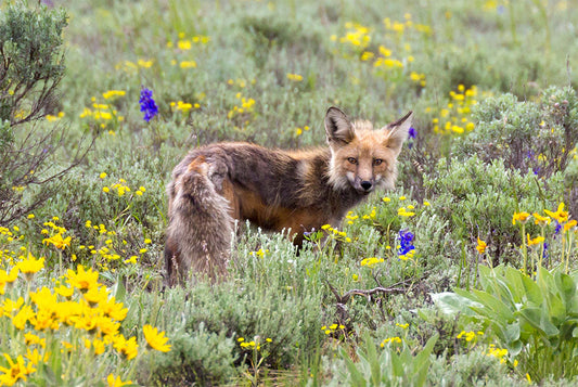 The Fox Who Stole the Tetons (Well… Just the Shoes)