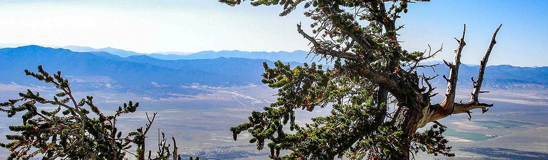 Best Things to Do in Great Basin National Park