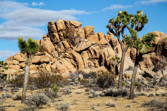 Best Things To Do at Joshua Tree National Park