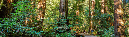 Celebrating John Muir Day - April 21st
