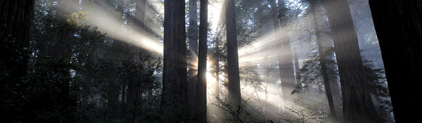 Celebrating Redwood National Park's Anniversary