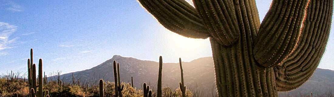 Best Things to Do in Saguaro National Park