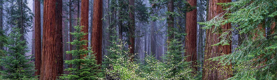 9 Best Things To Do in Sequoia National Park