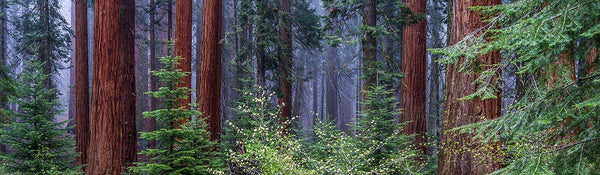 Best Things To Do in Sequoia National Park