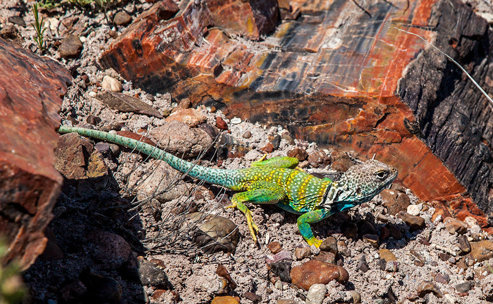 World Lizard Day: Meet the Lizards of America’s National Parks
