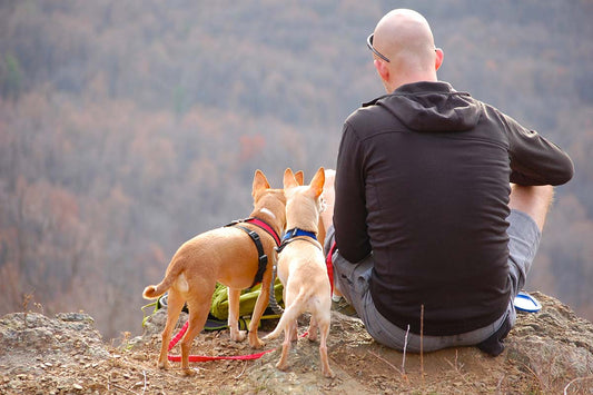 THE MOST DOG-FRIENDLY NATIONAL PARKS