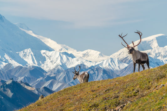 Rutting Elk, Soaring Hawks, and Fattening Bears: The Best Fall Wildlife Experiences in America’s National Parks