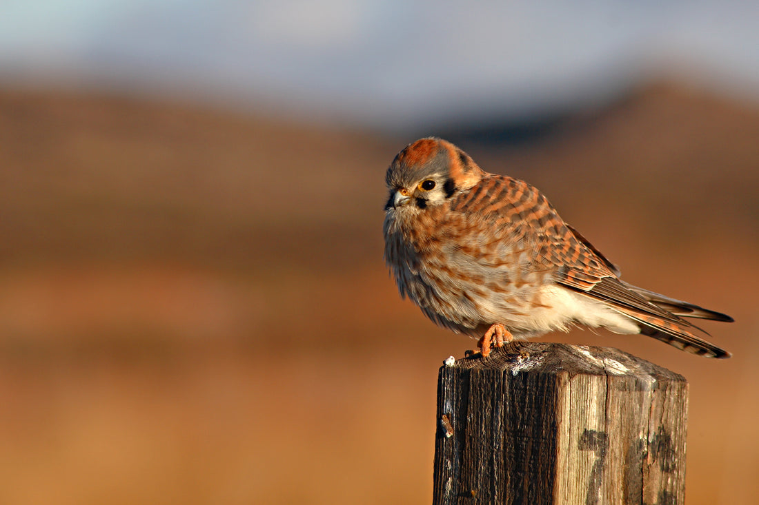 The Christmas Bird Count: Connecting National Parks and Conservation