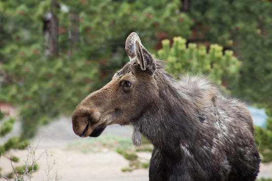 Celebrate National Wildlife Day