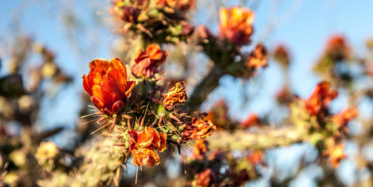 Celebrate Saguaro National Park's Anniversary October 14th!