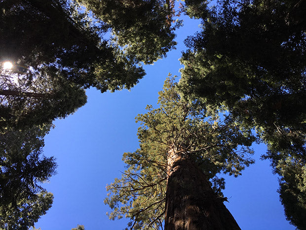 Celebrate Sequoia National Park's Anniversary September 25th
