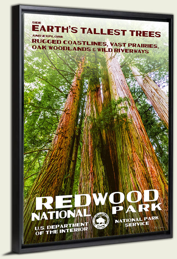 Redwood National Park Canvas Print