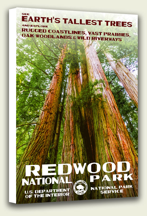 Redwood National Park Canvas Print