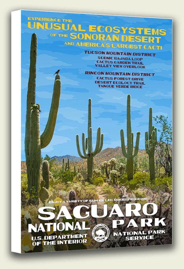 Saguaro National Park Canvas Print